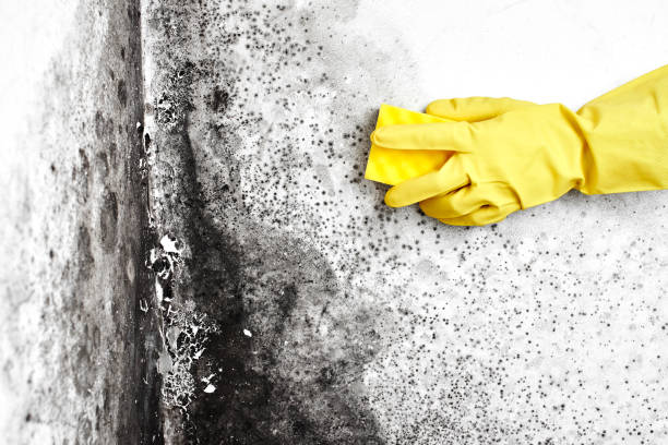 Best Real Estate Mold Inspection  in Benavides, TX