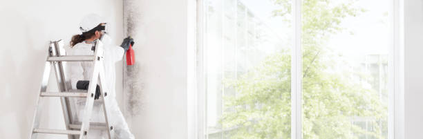 Best Basement Mold Removal  in Benavides, TX
